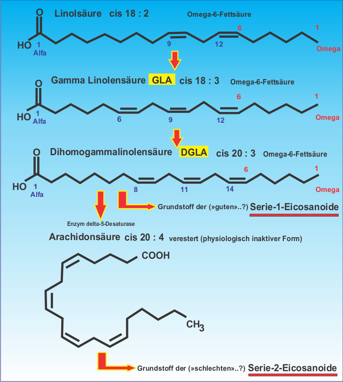 Omega-6 Fettsäuren