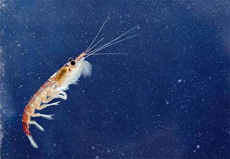 Krill