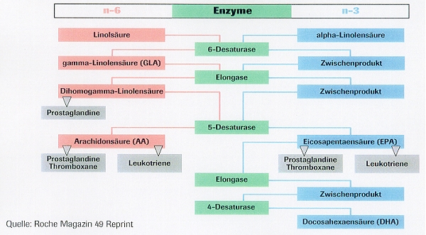 Biochemische Konkurenz von Linolsäure und Alfa Linolensäure