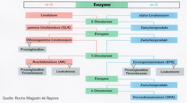 Biochemische Konkurenz von Linolsure und Alfa Linolensure