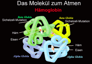 Hämoglobin
