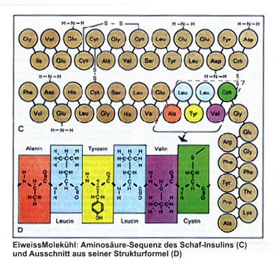 Eiweiss-molekül