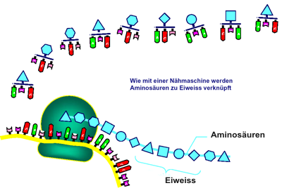 proteine wie mit naehmaschine geknuepft